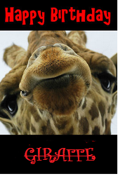 GIRAFFE.png