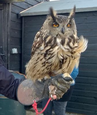 Eagle owl.jpg