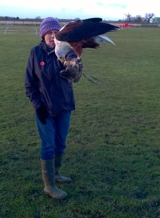 Sea Eagle feeding.jpg