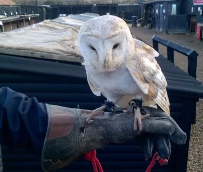 Barn owl.jpg