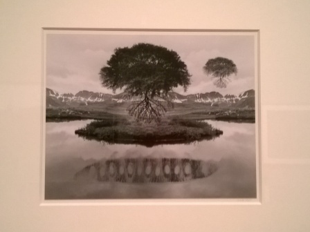 Floating trees.jpg