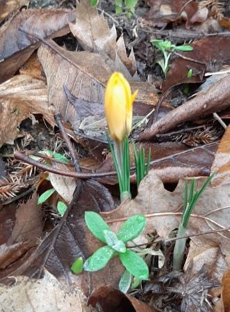 20200122_153203 crocus.jpg
