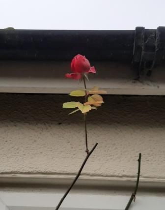 20200122_153302 rose.jpg